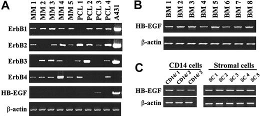 Figure 8. Expression of the ErbB receptors and HB-EGF in purified primary myeloma cells and in the tumor environment. (A) ErbB1, ErbB2, ErbB3, ErbB4, and HB-EGF expression was assayed by RT-PCR on primary myeloma cells. These cells were purified (> 95%) from 9 patients (5 with intramedullar myeloma and 4 with PCL). The A431 epidermoid carcinoma cell line was used as a control. (B) HB-EGF gene expression was analyzed by RT-PCR in unselected mononuclear cells from 8 patients with MM. (C) HB-EGF gene expression was analyzed by RT-PCR in CD14 purified monocytes (> 98%) from 3 patients and in stromal cells derived from 5 patients. Amplification of β actin shows the equivalence of the cDNA loading and amplification. Results are of one experiment representative of 3.