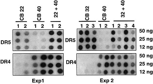 Figure 2. Effect of lineage depletion on single-donor predominance. Two sets of double cord transplantations were performed with lineage-depleted cord blood pairs having 5 or 6 mismatches. Shown are results as analyzed by PCR-SSOP for the DRB1 locus using allele-specific probes (DR5 for CB22 and CB32, DR4 for CB40), where CB22, CB40, or CB32 represents single cord transplantation and CB22/40 or CB32/40 represents double cord transplantation; numbers below represent numbers of mice (n = 6).