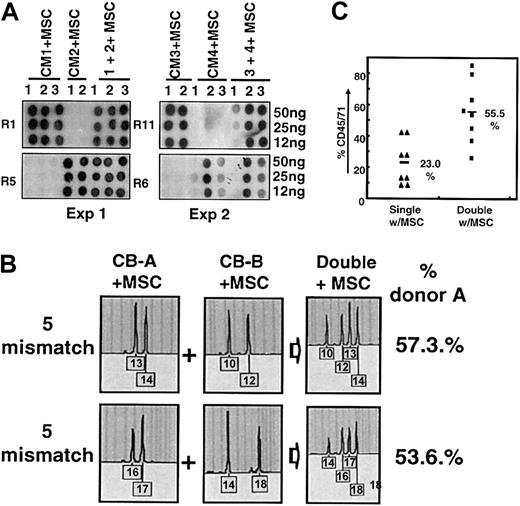 Figure 3. Suppression of single-donor predominance by cotransplantation of MSC from third-party bone marrow. (A) Effect of MSC cotransplantation on donor distribution as analyzed by PCR-SSOP. Total MNCs equivalent to 3 × 104 CD34+ cells from each UCB unit were infused into NOD/SCID mice in single (CM1-CM4) or mixed (CM1 + 2, CM3 + 4) transplantations, as described, except that 4 × 104 MSCs were coinfused into each recipient. The donor origin of the engrafted cells was identified by PCR on the HLA-DR locus, followed by hybridization to allele-specific probes (R1 for CM1, R5 for CM2, R11 for CM3, and R6 for CM4, respectively). Shown are the results of 2 experiments using pairs of 5 mismatch UCBs. (B) MSC-mediated coengraftment as assessed by RQ-STR. Shown are the profiles for donor distribution analyzed by RQ-PCR on representative STR markers with percentage reconstitution of dominant donor cells artificially named as donor A. (C) Increase in overall engraftment in MSC cotransplanted double cord transplantation over single-unit transplantation. Total engraftment of human cord blood cells was measured by antihuman CD45/71, as described. Shown are the engraftment levels of single or double cord transplantations (each n = 8) in cohorts including one 3-mismatch pair, two 5-mismatch pairs, and one full-mismatch pair.