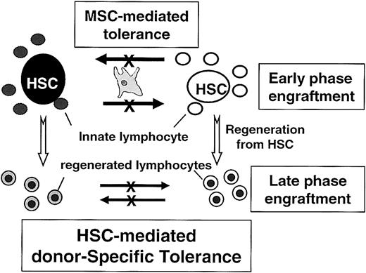 Figure 5. Schematic model for MSC-mediated coengraftment of 2 allogeneic cord blood cells. UCB units contained primitive HSCs and differentiated cells, including lymphocytes. During the early phase of engraftment, the allogeneic immune responses by innate lymphocytes (lymphocytes contained in the graft) may be suppressed by cotransplanted MSCs because of the MSC's inhibitory effects on lymphocytes. Primitive HSCs are, therefore, protected from the alloimmune responses; thus, surviving HSCs induce tolerance to cells matched to their own genotypes. Therefore, though coinfused MSCs do not home to bone marrow and do not exist throughout the period of marrow reconstitution, mixed chimerism established during the early phase of engraftment with MSCs may be maintained for longer periods of engraftments.