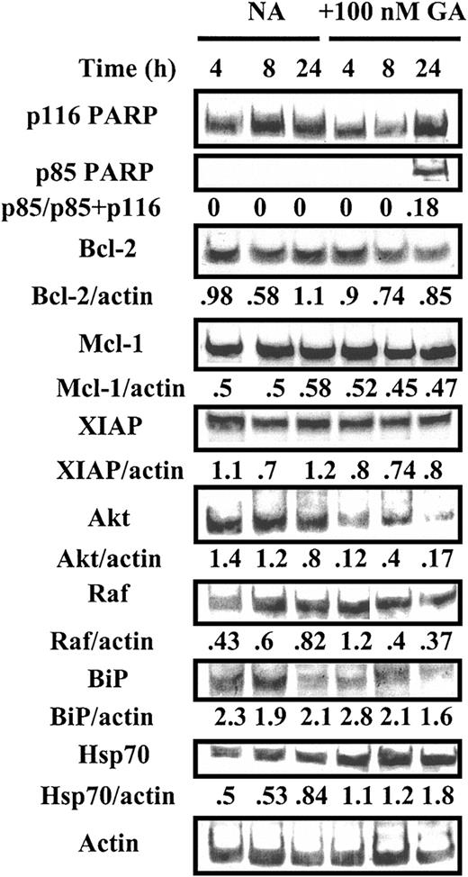 Figure 2. Western blot analysis of GA-treated CLL cells. Cells (107/mL) from CLL patient 3 (Table 2) were incubated in the absence (NA) or presence of 100 nM GA. Protein extracts were prepared at the indicated times and analyzed by Western blotting. All bands were quantified by densitometric analysis and their intensities normalized with respect to actin. GA-specific apoptosis at 24 hours, quantified by morphologic criteria,40 was 22%.