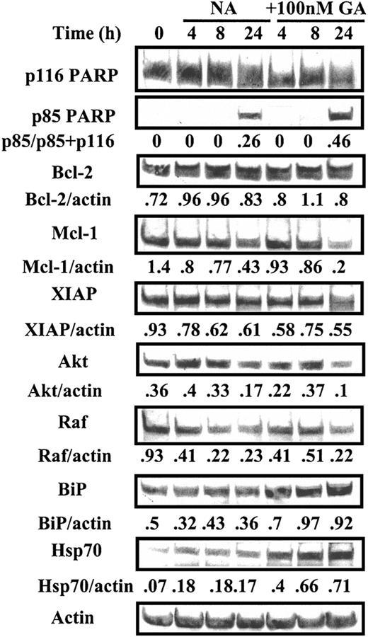 Figure 3. Western blot analysis of GA-treated CLL cells. Cells from CLL patient 20 were incubated in the absence (NA) or presence of 100 nM GA. Protein extracts were prepared at the indicated times and analyzed by Western blotting. GA-specific apoptosis was 26% at 24 hours.