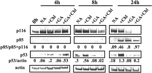 Figure 6. Western blot analysis of CLL cells treated with chlorambucil and GA. Cells were incubated with 40 μM chlorambucil (Chl), 100 nM GA, or a combination of the 2 drugs. Cells were lysed at the indicated times and analyzed by Western blotting.