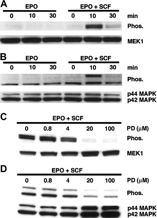 Figure 2. SCF specifically activates MEK and p44/p42MAPK in a time-dependent manner. Hematopoietic progenitor cells cultured in EPO-containing medium for 6 days prior to the addition of SCF. Cellular protein was analyzed by Western blotting at 0, 10, and 30 minutes after the addition of SCF (EPO+SCF) and compared with protein extracts from matched controls (EPO). (A) Phosphorylated (Phos) and total MEK1 (lower bands) as well as (B) phosphorylated and total p44/p42MAPK were studied. (C) Hematopoietic progenitor cells cultured in medium containing EPO and varying concentrations of PD98059 (PD; 0.8-100 μM). Cell protein extracts were probed 10 minutes after the addition of SCF. Phosphorylated and total MEK as well as (D) phosphorylated and total p44/p42MAPK bands are shown for comparison.