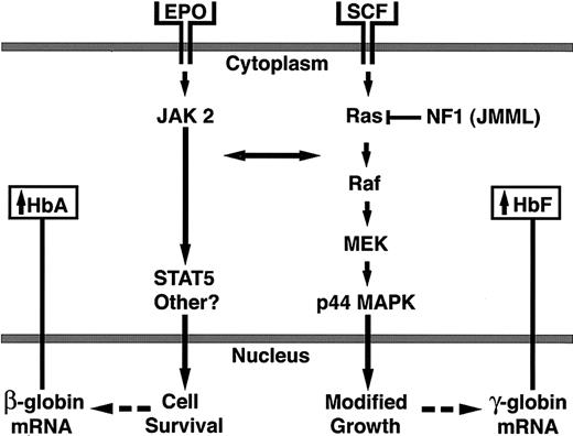 Figure 4. Signaling network of SCF-mediated HbF augmentation.