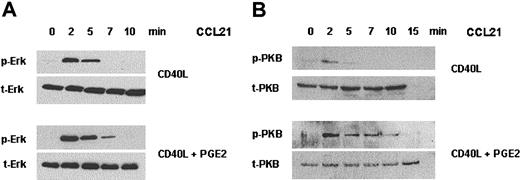 Figure 2. CCL21-mediated activation of Erk-1/2 and PKB in MoDCs. MoDCs were matured in the presence or absence of PGE2 and subsequently were stimulated with CCL21 (250 ng/mL) for the indicated time periods. Whole-cell lysates were separated on SDS-PAGE and transferred to nitrocellulose membranes. (A) Membranes were stained with an antibody against phosphorylated (Thr202/Tyr204) Erk-1/2 (p-Erk) or total Erk-1/2 (t-Erk). (B) Membranes were probed with an antibody against phosphorylated (S473) PKB (p-PKB) or total PKB (t-PKB). Results from 1 of 4 independent representative experiments are shown.