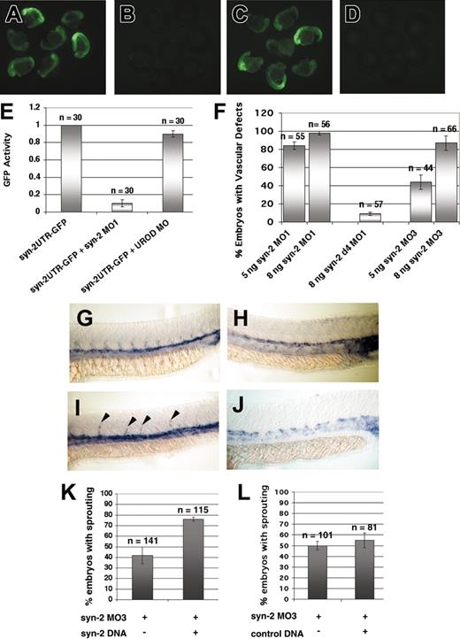 Figure 2. Targeting efficacy and specificity of syndecan-2 morpholinos. Messenger RNA synthesized from the syndecan-2 5′UTR-GFP fusion construct was coinjected with syndecan-2 MO1 or UROD MO into zebrafish embryos. GFP expression was assessed at 24 hpf. (A-D) GFP expression was analyzed under the bp-GFP filterset (original magnification, × 2.5). (A) Embryos injected with 120 pg syndecan-2 5′UTR-GFP RNA. (B) Embryos injected with 120 pg syndecan-2 5′UTR-GFP RNA and 5 ng syndecan-2 MO1. (C) Embryos injected with 120 pg syndecan-2 5′UTR-GFP RNA and 5 ng UROD MO. (D) Uninjected wild-type embryos. (E) Quantitation of GFP activity. (F) Embryos were injected with syndecan-2 MO1, syndecan-2 d4 MO1, or syndecan-2 MO3. Injections of syndecan-2 MO1 or MO3 resulted in a high penetrance of vascular phenotypes. In contrast, a strong attenuation of vascular phenotypes was observed in embryos injected with d4 MO1. (G-J) In situ hybridization (original magnification, × 10). (G) In situ analysis of flk-1 expression in a wild-type embryo. (H) flk-1 expression in a syndecan-2 MO–injected embryo, showing a characteristic lack of intersegmental expression. (I) Embryo coinjected with syndecan-2 MO and a mixed solution of zebrafish syndecan-2 and EGFP expression constructs, showing partial sprouts of intersegmental vessels (arrowheads). (J) Embryo coinjected with syndecan-2 MO and EGFP expression construct. No new intersegmental expression was observed. (K) Results from 6 independent rescue experiments. The group coinjected with syndecan-2 MO and syndecan-2 DNA showed a significant increase in the number of embryos showing intersegmental expression of flk-1, compared with the group injected with the syndecan-2 MO only. (L) Results from 4 injection experiments, showing no effect on flk-1 expression by the control DNA (EGFP). Error bars indicate standard errors.