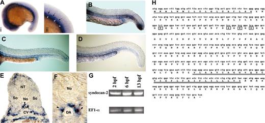 Figure 3. Expression analysis of syndecan-2 mRNA expression in zebrafish. (A) At 17 to 18 hpf (15-16 somite stage), syndecan-2 is expressed in the brain, the hypochord (ii, arrows), and the mesendoderm (ii, arrowheads). Anterior end is to the left. Panel Aii is an expanded image of panel Ai that shows the mid-trunk section of the embryo. This localized syndecan-2 expression pattern persists through 23 hpf (B), 27 hpf (C), and up to 33 hpf (D). (E) A transverse section through the trunk of a 24-hour embryo showing expression of syndecan-2 in the dorsal neural tube, the hypochord (arrowhead), ventromedial somites, the mesenchyme surrounding the dorsal aorta and cardinal vein, and the endoderm. DA indicates dorsal aorta; CV, cardinal vein; NT, neural tube; So, somite; and No, notochord. (F) High-magnification image of the area around dorsal aorta in panel E. Arrowheads indicate syndecan-2–expressing cells surrounding the dorsal aorta (DA). (G) RT-PCR analysis showing expression of syndecan-2 mRNA (top row) and elongation factor 1α (loading control, bottom row) at 2, 6, and 13 hpf. (H) The coding sequence of zebrafish syndecan-2. The single underline indicates the predicted signal sequence. The double underlines denote the predicted hydrophobic transmembrane segment. The rectangles indicate the predicted heparan sulfate attachment sites. The cytoplasmic domain of syndecan-2 consists of 2 conserved (C) regions and one variable (V) region.46 The C1 region consists of amino acids 177 to 188. The variable region (V) consists of amino acids 189 to 199. The C2 region consists of amino acids 200 to 209. (A-F) In situ hybridization; original magnification, × 10 (A-D); × 20 (E); and × 40 (F).