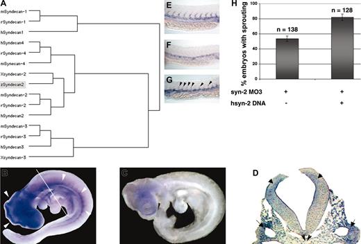 Figure 4. Zebrafish syndecan-2 is most similar to vertebrate syndecan-2. (A) A homology tree showing clustering of zebrafish syndecan-2 (gray shading) to the vertebrate syndecan-2 family. (B-G) In situ hybridization. Original magnification, × 5 (B-D); × 10 (E-G). (B) Expression of syndecan-2 mRNA in a wild-type mouse embryo at embryonic day 9.5 showing expression in the head and along the trunk (arrowheads). (C) A mouse embryo at embryonic day 9.5 treated with labeled sense mouse syndecan-2 mRNA probe. (D) A transverse section of a mouse embryo at embryonic day 9.5. The level of the section is indicated by the white line in B. The dark purple staining indicates expression of mouse syndecan-2 RNA. Similar to zebrafish syndecan-2, mouse syndecan-2 is expressed in the dorsal neural tube (arrowheads) and the cells surrounding the right and the left dorsal aorta (arrows). The notochord is indicated by double arrowheads. (E) flk-1 expression in a wild-type embryo. (F) flk-1 expression in a syndecan-2 MO–injected embryo, showing a lack of intersegmental expression. (G) flk-1 expression in an embryo coinjected with syndecan-2 MO and human syndecan-2 expression construct. Sprouts of intersegmental vessels were observed (arrowheads). (H) In situ analysis of flk-1 expression from 5 injection experiments. In each case, a higher fraction of embryos showing intersegmental expression of flk-1 was observed in embryos coinjected with syndecan-2 MO and human syndecan-2 expression construct compared with those injected with syndecan-2 MO only. Error bars indicate SE.