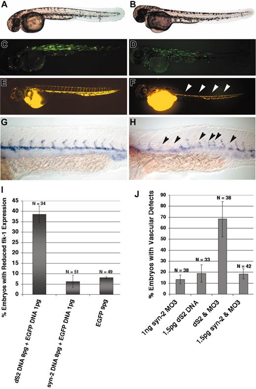 Figure 5. Forced expression of the putative antimorphic form of zebrafish syndecan-2 (dS2) mimicked the weak syndecan-2 morphant phenotype. Wild-type embryos were injected with either 9 pg EGFP expression construct or a mixed solution of 7 pg dS2 and 2 pg EGFP expression constructs. (A-B) Bright field images (A, EGFP-injected embryo; B, dS2-injected embryo) showing normal morphology. (C-D) bp-GFP filter set images. Mosaic expression of EGFP was observed in each case (C, EGFP-injected embryo; D, dS2-injected embryo). (E-F) Microangiography analysis. Microangiography was also performed on embryos at 48 hpf, using TRITC (tetramethylrhodamine-5(and 6)-isothiocyanate)–dextran. EGFP-injected embryos showed normal circulation (E). Embryos injected with dS2 showed reduced or a lack of intersegmental vessels (F, arrowheads) in a subset of injected embryos (65%, n = 22). Analysis of flk-1 expression by in situ hybridization was performed as a separate measurement of blood vessel development. (G-H) In situ hybridization. (G) flk-1 expression in a wild-type embryo. (H) dS2-injected embryo, showing reduced or a lack of flk-1 expression in some intersegmental vessels (arrowheads). (I) Summary of results from in situ analysis of flk-1 expression. A significantly higher fraction of the dS2-injected embryos showed reduced flk-1 expression than was observed in wild-type syndecan-2 DNA or GFP (control) DNA injections. (J) Summary of results from microangiography analysis showing synergy between dS2 DNA at 1.5 pg and syndecan-2 MO at 1 ng in generating embryos with vascular defects (compare column 3 with columns 1 and 2). No synergy was observed between syndecan-2 DNA at 1.5 pg and syndecan-2 MO at 1 ng (column 4). Error bars indicate SE. Original magnification, × 5 (A-B); × 5 (C-F); and × 10 (G-H).