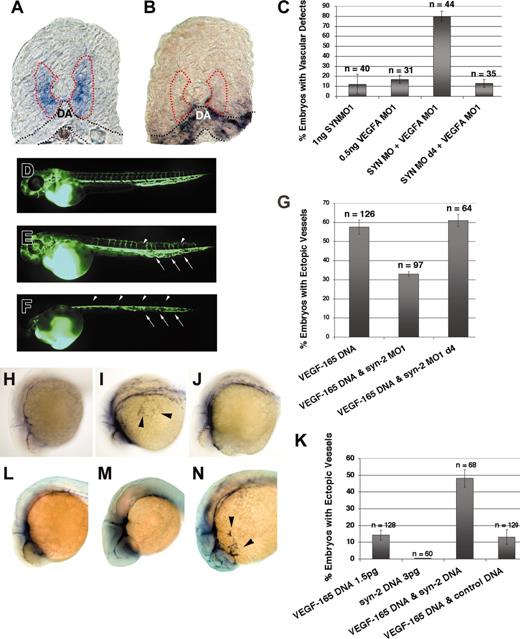 Figure 6. Genetic interaction between VEGF and syndecan-2 in vivo. (A-B) In situ hybridization. (A) Cross section of a wild-type embryo at 22 hpf, showing VEGF-A expression in medial somitic mesoderm (purple staining within the area as indicated by the red dashed lines). DA indicates dorsal aorta. (B) Cross section of a wild-type embryo at 22 hpf, showing syndecan-2 expression in the mesenchyme (black dashed lines) surrounding the dorsal aorta, ventral to the somitic mesoderm. Note that the region of VEGF-A expression is adjacent to the mesenchyme where syndecan-2 is expressed. (C) Summary of microangiography analysis. Low doses of syndecan-2 MO and VEGF-A MO synergize to generate embryos with vascular defects (compare column 3 with columns 1 and 2). There is no interaction between VEGF-A MO and the 4-base mismatch syndecan-2 MO (d4). The total number of embryos analyzed from 2 independent experiments is indicated. (D-F) Microangiography analysis. (D) Microangiogram of a wild type at 48 hpf. (E) Microangiogram of an embryo coinjected with syndecan-2 MO and VEGF-A MO, showing aberrant sprouting of intersegmental vessels (arrowheads) and abnormal formation of blood vessels in the tail region (arrows). (F) Microangiogram of an embryo coinjected with syndecan-2 MO and VEGF-A MO with no trunk angiogenesis (arrowheads) and reduced tail vessels (arrows). (G) Summary of in situ analysis, using ectopic expression of flk-1 to assess the extent of neovascularization in injected embryos. (H-J) In situ hybridization. (H) flk-1 expression in a wild-type embryo. (I) flk-1 expression in an embryo injected with 5 pg VEGF expression construct, labeling ectopic vessels (arrowheads). (J) flk-1 expression in an embryo coinjected with 5 pg VEGF-165 expression construct and syndecan-2 MO, demonstrating no induction of new vessels. (K) Summary of in situ analysis, assessing ectopic expression of flk-1. (L-N) In situ hybridization. (L) flk-1 expression in a wild-type embryo. (M) flk-1 expression in an embryo injected with a low dose of VEGF-165 DNA, indicating no induced new vessels. (N) flk-1 expression in an embryo coinjected with VEGF-165 DNA and syndecan-2 DNA with ectopic vessels (arrowheads). Original magnification, × 10 (A-B, H-J, L-N); × 5 (D-F). Error bars indicate SE.