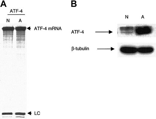 Figure 2. Levels of ATF-4 mRNA between normoxia and anoxia do not vary. (A) MDA-MB 435 cells were incubated for 16 hours in either normoxia or anoxia, and ATF-4 mRNA levels were analyzed using RPA. As indicated, abundant ATF-4 mRNA was present in similar levels under normoxia and anoxia. (B) Immunoblot control for the RPA demonstrated strong anoxic induction of the ATF-4 protein. n indicates normoxia; A, anoxia; LC, loading control (small nuclear U6 RNA).