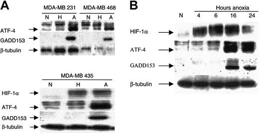 Figure 4. Induction of ATF-4 by anoxia correlates with the induction of GADD153/CHOP10 but not with that of HIF-1α. (A) Indicated MDA-MB breast cancer cells were incubated under normoxic, hypoxic, or anoxic conditions for 16 hours and were analyzed by immunoblot for the steady state levels of the indicated proteins: ATF-4, GADD153, HIF-1α, and β-tubulin (as an internal control). (B) MDA-MB435 cells were incubated under anoxia for various times, as indicated, and were analyzed by immunoblot for the indicated proteins. Cells from normoxic conditions were included as a control. N indicates normoxia; H, hypoxia; A, anoxia.