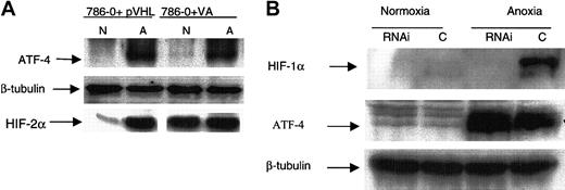 Figure 6. Induction of ATF-4 in anoxia does not require pVHL or HIF-1α. (A) Renal cancer cell line 786-0, deficient in pVHL (VA) or expressing pVHL (+pVHL), was incubated for 16 hours in normoxia or anoxia and analyzed after 16 hours by immunoblot analysis for ATF-4 protein level and HIF-2α. VA indicates vector alone (ie, not expressing pVHL): N, normoxia; A, anoxia. (B) MDA-MB 435 cells were incubated for approximately 20 hours until they were 50% confluent. Cells were then treated with RNAi to block HIF-1α expression. Cells were incubated for 24 hours in normoxic conditions, after which they were placed in anoxia for 16 hours or left in normoxia for 16 hours. Normoxic and anoxic cells were then analyzed by immunoblot for the indicated proteins. C indicates inverted control RNAi.