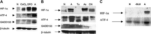 Figure 7. Effect of tunicamycin, potassium cyanide, glucose deprivation, DFO, and CoCl2 on ATF-4 induction. (A) MDA-MB 435 cells were incubated for approximately 16 hours in normoxia after, which 200 μM DFO or CoCl2 (end concentration) was added directly to the cells. Cells were then analyzed after 16 hours by immunoblot for the indicated proteins: HIF-1α, ATF-4, GADD153, and β-tubulin (as an internal control). (B) MDA-MB 435 cells were incubated for 16 hours in normoxia and then stressed by either anoxia (A), tunicamycin (Tu; 1 mg/mL), arsenite (As; 2.5 μM), or cyanide (CN; 5 mM) for another 16 hours. Cells were analyzed by immunoblot for the indicated proteins. (C) MDA-MB435 cells incubated in glucose-free medium for 16 hours (–G) or in full medium and anoxia for 16 hours. Cells were then analyzed by immunoblot for the indicated proteins.