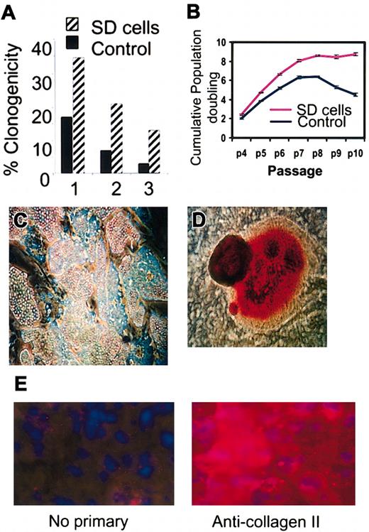 Figure 2. Clonogenicity, expansion, and differentiation of SD cells. (A) Percent of cells that gave colonies after plating single cells into separate wells (1-3) of a 96-well microtiter plate. (B) Cumulative population doubling in medium containing 17% FCS as a function of passage number (p4 to p10). (C) Differentiation of SD cells into adipocytes (original magnification, × 10). Cells stained with Oil Red O. (D) Differentiation of SD cells into mineralizing cells (original magnification, × 10). Cells stained with Alizarin Red. (E) Differentiation of SD cells into chondrocytes (original magnification, × 40).