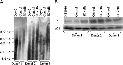 Figure 3. Telomere length assay and Western blots. (A) Telomere length assay. Passage 2 cells were plated at 100 cells/cm2 for 5 days and then incubated in medium with and without 17% FCS for 28 days as in Figure 1. Day-0 cells were assayed before initial plating. The control and SD cells were allowed to recover in medium with FCS for 5 days. (B) Western blot for p53 and p21 with hMSCs from 3 different donors. The hMSCs were incubated with and without serum as for panel A. A human fibrosarcoma cell line, HT1080, was used as a positive control.