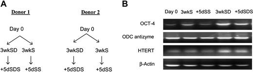 Figure 4. RNA and RT-PCR. (A) Schemes for the preparation of cells for microarray and RT-PCR analyses. Day 0 indicates initial samples of passage 2 hMSCs; 3wkSD and 3wkS, cells incubated without or with serum for 3 weeks; and +5dSDSS and +5dS, 3wkSD and 3wkS samples incubated for 5 days in medium containing 17% FCS. (B) RT-PCR analyses of RNA obtained from the samples described in panel A showing enhanced expression of genes that are expressed in very early progenitor cells.