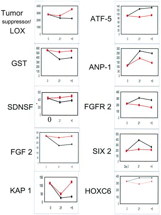 Figure 7. Genes showing prominent down/down and up/up patterns. LOX indicates lysyl oxidase (accession no. NM_002317); GST, glutathione-S–transferase (AL527430); SDNSF, neural stem cell–derived neuronal survival protein (BE_880828); FGF2, fibroblast growth factor-2 (M27968); KAP-1, keratin associated protein-1 (NM_030967); ATF-5, activating transcription factor 5 (NM_012068); ANP-1, angiopoietin-1 (U83508); FGFR2, fibroblast growth factor receptor-2 (NM_022969); SIX2, sine oculis homeobox homolog-2 (AF3332197); HOXC6, homeobox C6 (NM_004503). The black line and diamonds indicate SD cells; red line and squares, control cells; 0, 21, and +5 samples prepared as in Figure 4A.
