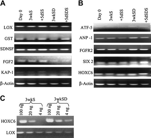 Figure 8. RT-PCR analyses. (A-B) RT-PCR analyses to confirm the expression patterns of the genes shown in Figure 6. (C) Semiquantitative RT-PCR analysis of HOXC6 and LOX of 3wkS and 3wkSD samples.