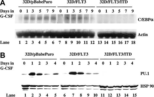Figure 1. Induction of C/EBPα and PU.1 by G-CSF is inhibited in 32D cells expressing FLT3/ITD. The 32D/pBabePuro, 32D/FLT3, and 32D/FLT3/ITD cells were washed and transferred from medium containing IL-3 (1 ng/mL) to medium containing G-CSF (20 ng/mL) for 9 days. Every other day, fresh G-CSF–containing medium was added to cells to replace the old medium. (A) Total cellular RNA from 32D/pBabe (lanes 1-6), 32D/FLT3 (lanes 7-12), and 32D/FLT3/ITD (lanes 13-18) cells was prepared from 1 × 107 cells after 0, 1, 3, 5, 7, and 9 days in G-CSF. RNA (10 μg) from each time point was then subjected to Northern blotting with a 1.1-kb NcoI-NcoI fragment of rat C/EBPα (top). The same membrane was stripped and then reprobed with actin cDNA probe (bottom). (B) Total protein lysates from 32D/pBabe (lanes 1-5), 32D/FLT3 (lanes 6-10), and 32D/FLT3/ITD (lanes 11-15) cells were prepared from 1 × 107 cells after 0, 1, 2, 3, and 4 days in G-CSF. Protein lysates (50 μg) from each time point were then subjected to Western blotting with antibody against PU.1 (top). The same membrane was stripped and then incubated with antibody against HSP 90 (bottom).