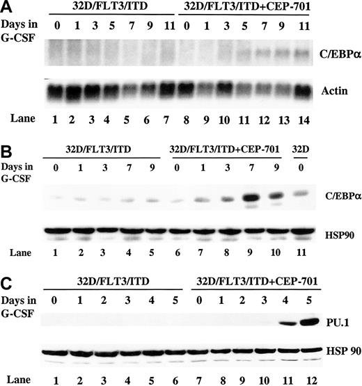 Figure 2. CEP-701 restores G-CSF–mediated induction of C/EBPα and PU.1 expression in 32D/FLT3/ITD cells. (A) 32D/FLT3/ITD cells were treated without (lanes 1-7) or with (lanes 8-14) CEP-701 (5 nM) in the presence of G-CSF (20 ng/mL) with replacement of the medium every other day. Total cellular RNA was prepared from 1 × 107 32D/FLT3/ITD cells on days 0, 1, 3, 5, 7, 9, and 11. RNA (10 μg from each sample) was then subjected to Northern blotting with C/EBPα and actin cDNA probes. (B) Total protein lysates were prepared from 1 × 106 32D/FLT3/ITD cells on days 0, 1, 3, 7, and 9 treated without (lanes 1-5) or with (lanes 6-10) 5 nM CEP-701 in the presence of G-CSF. The whole protein lysates from each time point were then subjected to Western blotting with antibody against C/EBPα and HSP 90. Protein lysates from parental 32D cells (lane 11) were used as a positive control. (C) Total protein lysates were prepared from 1 × 107 32D/FLT3/ITD cells on days 0, 1, 2, 3, 4, and 5 treated without (lanes 1-6) or with (lane 7-12) 5 nM CEP-701 in the presence of G-CSF. Protein lysates (50 μg) from each time point were then subjected to Western blotting with antibody against PU.1 and HSP 90.
