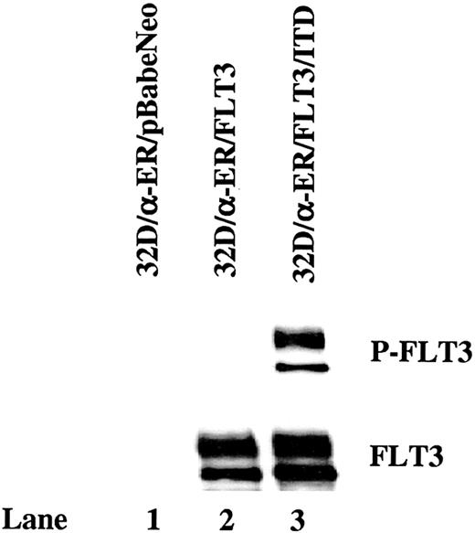 Figure 4. FLT3/ITD is constitutively autophosphorylated in 32D cells expressing C/EBPα-ER. Total cellular protein extracts derived from 1 × 107 32D/α-ER cells transduced with the pBabeNeo vector, pBabeNeo-FLT3, or pBabeNeo-FLT3/ITD were immunoprecipitated with anti-FLT3 antibody. The immunoprecipitates were resolved by 8% SDS-PAGE and subjected to immunoblot analysis with antiphosphotyrosine antibody 4G10 (top). The same membrane was stripped and reprobed with anti-FLT3 antibody (bottom).