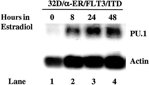 Figure 5. Forced expression of C/EBPα induces PU.1 expression in 32D cells expressing FLT3/ITD. The 32D/α-ER/FLT3/ITD cells were cultured in medium containing 1 μM estradiol for 48 hours. Total cellular RNA from 1 × 107 cells was extracted 0, 8, 24, and 48 hours after incubation with estradiol. Ten micrograms of RNA from each sample was subjected to sequential Northern blotting with PU.1 and actin cDNA probe.