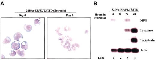 Figure 7. Forced expression of C/EBPα induces differentiation of 32D cells expressing FLT3/ITD. The 32D/α-ER/FLT3/ITD cells were incubated with 1 μM estradiol for 2 days. (A) Cytospins were prepared on days 0 and 2. The morphologic features of the cells were visualized by means of Wright-Giemsa staining followed by light microscopy. Original magnification × 40. (B) Total cellular RNA was prepared from 1 × 107 cells 0, 8, 24, and 48 hours after incubation with estradiol. RNA (10 μg from each sample) was then subjected to sequential Northern blotting with MPO, lysozyme, lactoferrin, and actin cDNA probes.