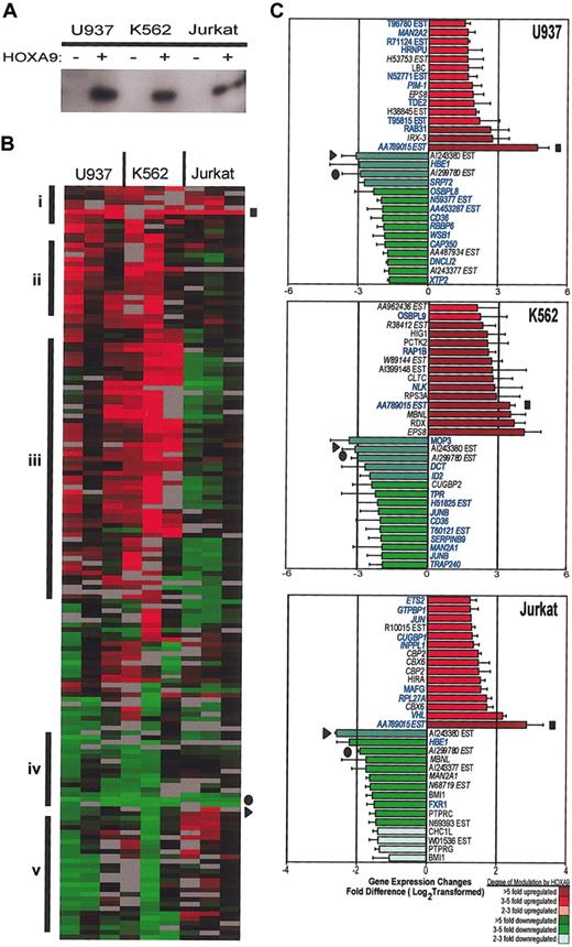 Figure 1. Gene expression profiling of early HOXA9 gene targets. (A) Western blot analysis shows HOXA9 protein expression in transfected U937, K562, and Jurkat cell lines 24 hours after transfection with GFP (HOXA9–) or GFP/HOXA9 (HOXA9+) expression vectors. (B) Comparison of HOXA9-modulated transcript expression patterns between cell lines using the Eisen hierarchical cluster analysis.22 The cluster contains 141 known genes with a minimum of 3 data points that were at least 2.5-fold up- or down-regulated. Red indicates induction, green indicates repression, gray indicates excluded data, and black indicates no change. Genes were grouped into smaller clusters showing similar expression patterns: i, up-regulated in all 3 cell lines; ii, up-regulated in myeloid, no change in lymphoid; iii, up-regulated in myeloid, down-regulated in lymphoid; iv, down-regulated in all 3 cell lines; and v, down-regulated in myeloid, up-regulated in lymphoid. ▪ = AA789015, ▸ = AI234380, • = AI299780. (C) Genes exhibiting the greatest magnitude of change by HOXA9 in each cell line. Red indicates gene activation; green indicates repression in at least 2 of 3 experiments. Gene names that are highlighted in blue were detected in CD34+ stem cells.63 Names of genes or ESTs that were identified as being statistically significant by the SAM algorithm are italicized. For U937 and K562 cell lines, the false discovery rate (FDR) was set at 10%. For the Jurkat cell line, the FDR was 46%. ▪ = AA789015; ▸ = AI234380; • = AI299780. Error bars indicate SE of mean fold change for at least 2 experiments.