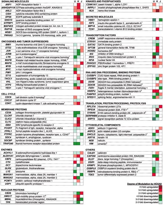 Figure 2. Functional classification of selected HOXA9 target genes. The superscripted 1 indicates genes that were represented by more than one spot/accession number; superscripted 2, genes that were modulated by HOXA9 as determined by the CLUSTER analysis, but were not classified as statistically significant as determined by the parameters set in the SAM analysis.