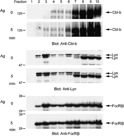 Figure 1. Aggregation of FcϵRI induces the translocation of Cbl-b into the lipid raft. The cell homogenates of either nonstimulated or antigen (Ag)–stimulated RBL-2H3 cells were fractionated by sucrose density gradient centrifugation. The proteins were concentrated with 0.02% deoxycholic acid and 10% trichloroacetic acid, separated by SDS-PAGE, and analyzed by immunoblotting with anti-Cbl-b (upper), anti-Lyn (middle), and anti-FcϵRIβ antibodies (bottom). Molecular size markers are indicated at the left in kilodaltons. The results were representative of 3 experiments.