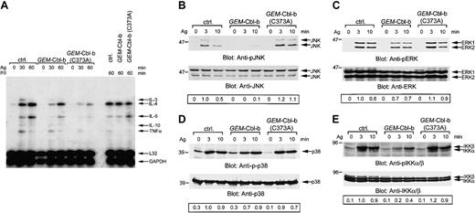 Figure 4. Overexpression of GEM-Cbl-b suppresses FcϵRI-mediated activation of MAP kinases and cytokine gene transcription in RBL-2H3 cells. (A) Analysis of FcϵRI-mediated cytokine gene transcription. Control cells and cells overexpressing GEM-Cbl-b and GEM-Cbl-b (C373A) were cultured overnight with anti-DNP IgE and then stimulated with 30 ng/mL antigen DNP-BSA or 10 ng/mL PMA plus 0.5 μM A23187 (P/I). After the indicated times, total RNA was extracted and hybridized with the 32P-labeled RNA probes. The protected double-stranded RNA was separated by the urea gel and analyzed by the autoradiography. Similar results were obtained when the other cloned lines were examined. The results were representative of 10 experiments. (B-E) Control cells and cells overexpressing GEM-Cbl-b and GEM-Cbl-b (C373A) were primed with anti-DNP IgE and stimulated with 30 ng/mL antigen DNP-BSA for the indicated times. Total cell lysates or detergent-soluble cell lysates (1-3 × 105 cell equivalents per lane) were separated by SDS-PAGE and analyzed by the immunoblotting with antiphospho-SAPK/JNK (pJNK) and anti-JNK (B), antiphospho-p44/42 ERK (pERK) and anti-p44/42 ERK (C), and antiphospho-p38 MAP kinase (p-p38) and anti-p38 MAP kinase antibodies (D), antiphospho-IKKα/β (pIKKα/β) and anti-IKK antibodies (E), respectively. The numbers at the bottom of the figures are the normalized densitometric analysis of JNK, ERK, p38, and IKK phosphorylation. Similar results were obtained when the other cloned lines were examined. The results were representative of at least 3 experiments (B-E).