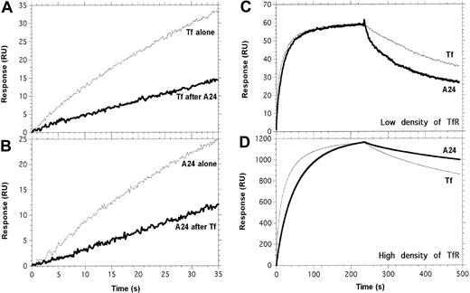 Figure 5. Tf and A24 partially compete for binding to TfR. Experimental conditions are described precisely in “Materials and methods.” (A) Tf was injected across the TfR surface, after saturation with A24 (bold line) or a control buffer injection (thin line). (B) A24 was injected across the TfR surface, after saturation with Tf (bold line) or a control buffer injection (thin line). (C-D) The apparent stability of the complex between A24 and TfR is strongly dependent on the density of TfR. A series of concentrations of Fe-Tf and A24 was injected across a low-density (C, 120 RU) or a high-density (D, 1650 RU) immobilized TfR surface; only the data obtained for 134 nM of Fe-Tf (thin line) and 62.5 nM of A24 (bold line) are shown. A24/TfR complexes dissociate faster than Tf/TfR when TfR is present at low density (C), whereas at high density, the opposite situation is observed (D and Table 1).