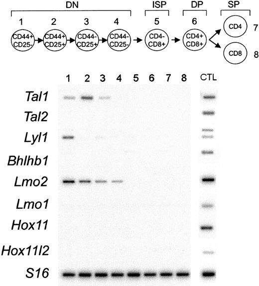 Figure 2. Expression analysis of T-ALL transcription factor oncogenes during T-cell development. Thymocyte subsets were purified by flow cytometry according to their surface markers, as indicated by the schematic diagram. The earliest T-cell precursors are characterized by the lack of expression of CD4 and CD8 surface markers (double-negative thymocytes) and can be subdivided into 4 different stages of development (DN1 to DN4). The rearrangement of the TCRβ chain at the end of the double-negative (DN) stage of development drives the production of intermediate-single-positive (ISP) cells that differentiate into CD4, CD8 double-positive (DP) cells. DP cells undergo a selection process that results in the production of functionally competent mature CD4 or CD8 single-positive (SP) cells.10 Semiquantitative RT-PCR was performed by using specific primers for Tal1, Tal2, Lyl1, Bhlhb1, Lmo2, Lmo1, Hox11, Hox11l2, and S16 as control for the amounts of cDNA. PCR products were transferred to membranes and hybridized with internal oligonucleotide probes. cDNA prepared from E11.5 or E13.5 embryonic heads or total bone marrow (Lmo2) were used as positive controls for PCR amplification (CTL).