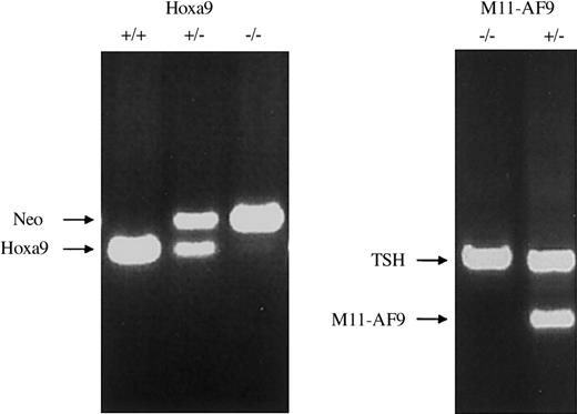 Figure 1. Generation of Mll and Mll/Hox mice. PCR results on mouse tail DNA showing wild-type, heterozygous, and homozygous Hoxa9 knock-out mice (left panel). Neo indicates neomycin-resistance gene. PCR for Mll-AF9 is shown on the right panel with the genotypes as indicated. TSH indicates β subunit of thyroidstimulating hormone used as an internal control for the PCR reaction.
