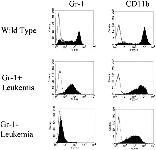 Figure 4. FACS staining profiles of Gr-1+ and Gr-1–. Immunophenotyping using anti–Gr-1 and anti-CD11b antibodies on bone marrow cells from wild-type and leukemic mice. Based on the Gr-1 staining patterns, leukemias were classified as Gr-1+ or Gr-1–. Both Gr-1+ and Gr-1–leukemias displayed identical staining profiles for CD11b.