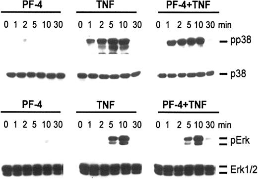Figure 2. Phosphorylation of MAP kinases in response to stimulation with PF-4 and TNF. Neutrophils were stimulated with either PF-4 (4 μM) or TNF (9 ng/mL) alone or a combination of both stimuli for the times indicated. Activation of p38 and Erk MAP kinases was evaluated by Western blot analysis using antisera against the dual-phosphorylated (activated) MAP kinases. Blots were stripped and reprobed with p38 and Erk1/2 antisera to confirm equal protein loading. The data from one representative experiment of 5 are given.