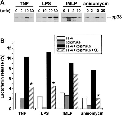 Figure 3. Activators of p38 MAP kinase can serve as costimuli in PF-4–induced exocytosis. (A) Activation of p38 MAP kinase in response to different stimuli. Neutrophils were stimulated with 9 ng/mL TNF, 100 ng/mL LPS, 10 nM fMLP, or 1 μg/mL anisomycin for the times indicated and phosphorylation of p38 MAP kinase was evaluated by Western blot analysis as described in the legend to Figure 2. The data from one representative experiment of 4 are given. (B) Effect of p38 MAP kinase activators on neutrophil exocytosis. Neutrophils were preincubated for 15 minutes in the presence or absence of 10 μM SB203580 followed by stimulation with PF-4 (4 μM) or costimuli alone (9 ng/mL TNF, 100 ng/mL LPS, 10 nM fMLP, or 1 μg/mL anisomycin, respectively), or PF-4 in combination with either costimulus for 30 minutes at 37°C. Cells that received stimulus alone and were left without inhibitor served as controls. Lactoferrin release was determined in cell supernatants by the use of a sandwich ELISA system. Assay backgrounds (1.7% ± 0.5%) determined in samples of unstimulated cells run in parallel were subtracted. Data represent the mean from 3 independent experiments (each performed in duplicate) with a variation of SD between 0.4% and 1.9%. Asterisk (*) indicates significant differences (P < .03) between inhibitor-treated and untreated samples based on the data from 3 individual experiments.