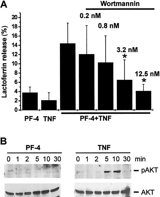 Figure 4. Activation of PI 3-kinase is involved in PF-4/TNF-induced neutrophil exocytosis. (A) Effect of PI 3-kinase inhibitor wortmannin on PF-4/TNF-induced lactoferrin release in human neutrophils. Neutrophils were preincubated for 15 minutes in the presence or absence of increasing concentrations of wortmannin followed by stimulation with PF-4 (4 μM) and TNF (9 ng/mL) alone or in combination for 30 minutes at 37°C. Cells that received stimulus alone and were left without inhibitor served as controls. Lactoferrin release was determined in cell supernatants by the use of a sandwich ELISA system. Assay backgrounds (2.5% ± 0.4%) determined in samples of unstimulated cells run in parallel were subtracted. Data represent mean ± SD of 4 independent experiments, each performed in duplicate. Asterisk (*) indicates significant differences (P < .03) between inhibitor-treated and untreated samples based on the data from 4 individual experiments. (B) Phosphorylation of AKT kinase in response to stimulation with PF-4 or TNF. Neutrophils were stimulated with either PF-4 (4 μM) or TNF (9 ng/mL) for the times indicated. Phosphorylation of AKT kinase was evaluated by Western blot analysis using an antiserum against the Ser473-phosphorylated AKT kinase. Blots were stripped and reprobed with anti-AKT kinase antiserum to confirm equal protein loading. The data from one representative experiment of 3 are given.