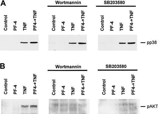 Figure 5. Effect of wortmannin and SB203580 on the stimulus-induced phosphorylation of p38 MAP kinase and AKT kinase. Neutrophils were preincubated for 15 minutes in the absence or presence of 12.5 nM wortmannin or 10 μM SB203580, and subsequent stimulations were performed with either PF-4 (4 μM) or TNF (9 ng/mL) alone or a combination of both stimuli for 10 minutes. Phosphorylation of p38 MAP kinase (A) was evaluated by Western blot analysis as described in the legend to Figure 2; phosphorylation of AKT kinase (B) was analyzed by Western blot analysis as described in the legend to Figure 4. The data from one representative experiment of 5 and 4 (panels A and B, respectively) are given.