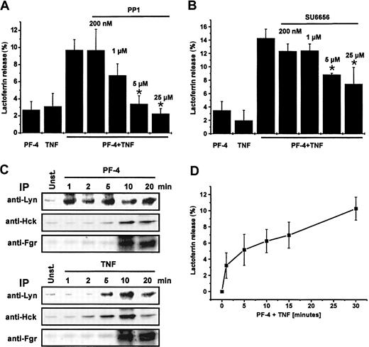 Figure 6. The role of src-kinases in PF-4/TNF-mediated exocytosis. (A) Effect of src-kinase inhibitor PP1 or (B) Lyn inhibitor SU6656 on PF-4/TNF-induced lactoferrin release in human neutrophils. Neutrophils were preincubated for 15 minutes in the presence or absence of increasing concentrations of PP1or SU6656, respectively, followed by stimulation with a combination of PF-4 (4 μM) and TNF (9 ng/mL) for 30 minutes at 37°C. Cells that received stimulus alone and were left without inhibitor served as controls. Lactoferrin release was determined in cell supernatants by the use of a sandwich ELISA system. Assay backgrounds (PP1, 1.5% ± 0.1%; or SU6656, 3.1% ± 1.5%, respectively) determined in samples of unstimulated cells run in parallel were subtracted. Data represent mean ± SD of 4 or 3 independent experiments, each performed in duplicate. Asterisk (*) indicates significant differences (PP1, P < .0005; SU6656, P < .007) between inhibitor-treated and untreated samples based on the data from 4 or 3 individual experiments. (C) Activation of srckinases in PF-4– or TNF-stimulated neutrophils. Neutrophils were stimulated with PF-4 (4 μM) or TNF (9 ng/mL) for the time periods indicated and src-kinases were immunoprecipitated (IP) with anti-Lyn, anti-Hck, or anti-Fgr antibodies, respectively, followed by an in vitro phosphorylation assay using acid-denaturated enolase as exogenous substrate. Enolase phosphorylation was visualized using a PhosphorImager system following separation of proteins by SDS-PAGE. (D) Time course of lactoferrin release in response to PF-4/TNF stimulation. Neutrophils were stimulated with a combination of PF-4 (4 μM) and TNF (9 ng/mL) for the times indicated. Lactoferrin release was determined in cell supernatants by the use of a sandwich ELISA system. Assay backgrounds (1.5% ± 0.1%) determined in samples of unstimulated cells run in parallel were subtracted. Data represent mean ± SD of 6 independent experiments, each performed in duplicate.