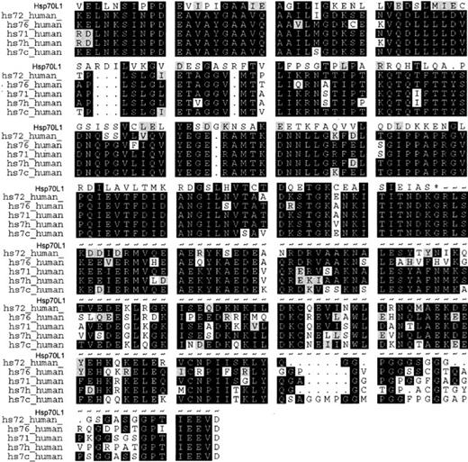 Figure 1. Putative amino acid sequence of Hsp70L1 and alignment with human Hsp70s. Identical residues are in black and similar residues are in gray. Hsp70 family signature sequence is boxed, and potential N-linked glycosylation sites marked with an asterisk (*). Hsp70L1 sequences are available from GenBank under accession number AF143723. Other human Hsp70 family members are Hsp72 (HS72_human), Hsp76 (HS76_human), Hsp71 (HS71_human), Hsp70-HOM (HS7H_human), and Hsc70 (HS7C_human).