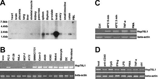 Figure 2. Expression of Hsp70L1. (A) Northern blot analysis of Hsp70L1 tissue distribution, using full-length Hsp70L1 cDNA as a probe. Molecular size markers are indicated. (B) Expression levels of Hsp70L1 mRNA in various cell lines, as determined by semiquantitative RT-PCR. (C) Inducible expression of Hsp70L1 mRNA in HeLa cells. HeLa cells were pretreated with heat, TNF-α, or PMA, then analyzed by RT-PCR for Hsp70L1 mRNA expression. (D) Expression of Hsp70L1 mRNA in DCs. DCs cultured for 6 days were stimulated with the indicated stimuli, then RT-PCR analysis of Hsp70L1 expression performed.