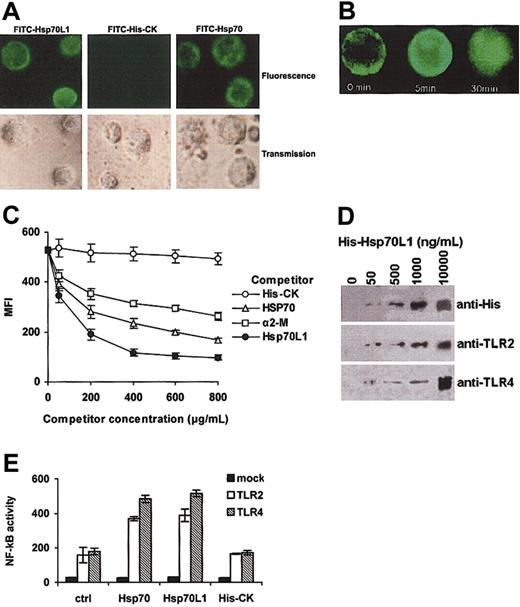 Figure 3. DC binding site or receptor for Hsp70L1. (A) Confocal microscopy. DCs, fixed with paraformaldehyde, were stained with FITC-Hsp70L1, FITC-His-CK, or FITC-Hsp70 at 4°C, then observed by confocal microscope. (B) Internalization of FITC-Hsp70L1 by DCs. Unfixed, viable DCs were allowed to bind FITC-Hsp70L1 at 4°C, then incubated at 37°C with concurrent visualization by confocal microscopy at the indicated times. (C) Competitive binding. Paraformaldehyde-fixed DCs were incubated with FITC-Hsp70L1 and competitor mixtures. FITC-Hsp70L1 was used at a final and fixed concentration of 20 μg/mL. Competitor proteins were used at increasing doses (50-800 μg/mL final concentration), as indicated. Cells were washed extensively to remove unbound protein and analyzed by flow cytometry. Mean fluorescence intensities (MFIs) are plotted as a function of increasing quantities of competitor proteins. Error bars represent 3 independent experiments. (D) Binding assay of Hsp70L1 with TLR2/4. Ni-beads were pre-incubated with the indicated concentrations of purified recombinant His-Hsp70L1 fusion protein, washed, and then incubated with DC cell lysates. Proteins precipitated by Ni-beads were detected by Western blot assay using anti-His, anti-TLR2, or anti-TLR4 antibody. (E) Activation of NF-κB pathway by recombinant Hsp70L1 protein in TLR2- or TLR4-expressing HEK293 cells. HEK293 cells transiently transfected with luciferase reporter (mock, TLR2–TLR4–), TLR2/CD14, and luciferase reporter (TLR2), or TLR4/CD14/MD2 and luciferase reporter (TLR4) plasmids were cultured for 24 hours and then treated with 10 μg/mL Hsp70L1, Hsp70, or His-CK for 6 hours. Cells were lysed and NF-κB luciferase activity measured using the Dual-Luciferase Reporter Assay System. Data were normalized by Renilla-luciferase activity and shown as means ± SEM of 3 independent experiments.
