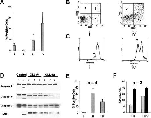 Figure 1. Cross-linked Hu1D10 induces apoptosis in CLL cells. (A) CLL samples were treated for 4 hours with either (i) Hu1D10 (10 μg/mL), (ii) Hu1D10 (10μg/mL) with media containing 30% autologous serum, (iii) trastuzumab plus antihuman Fc antibody (both 10 μg/mL), or (iv) Hu1D10 plus antihuman Fc antibody (both 10 μg/mL). Following annexin V–FITC/PI staining, samples were analyzed by flow cytometry. Values represent the percentage of positive cells above that measured for untreated cells. Error bars indicate the SD among the different samples and thus represent heterogeneity of the samples rather than measurement error. All samples strongly expressed the 1D10 antigen. (B) A representative annexin V–FITC/PI dot plot after media (i) or Hu1D10 plus antihuman Fc antibody (iv). The numbers in each quadrant indicate the percent of cells labeled with annexin V–FITC (lower right), PI (upper left), or annexin V–FITC and PI (upper right). (C) After a 4-hour incubation without (i) or with (iv) Hu1D10 plus antihuman Fc antibody (both 10 μg/mL), cells were incubated with 50 ng/mL rhodamine 123 and then analyzed by flow cytometry. The rise in the lower intensity peak indicated by the arrow, with antibody treatment, indicates loss of the fluorescent dye rhodamine 123 from mitochondria. Histograms in panel C are representative of experiments performed on 4 different CLL patient samples. (D) Protein lysates from cells incubated for 4 hours in media (lanes 3 and 6), trastuzumab plus antihuman Fc antibody (both 10 μg/m; lanes 4 and 7) or Hu1D10 plus antihuman Fc antibody (both 10 μg/mL; lanes 5 and 8) were probed for PARP and caspases 3, 8, and 9. Unlike UV-irradiated Jurkat cell–positive control (lane 2), no processing of the caspases or PARP was observed despite apoptosis as depicted in panels A-C. (E) Prior to treating cells with Hu1D10 plus antihuman Fc antibody (both 10 μg/mL) for 4 hours, cells were incubated for 30 minutes with (iii) or without (ii) cytochalasin B (20 μM). Cells treated with cytochalasin B only are indicated by I. Following treatment, cells were stained with annexin V–FITC/PI and analyzed by flow cytometry. Values shown are percent positive cells above untreated samples. Error bars indicate the SD among 4 different CLL samples tested. (F) Cells were incubated for 30 minutes in media (i-ii) or media plus 10 mM methyl-B-cyclodextran (iii-iv). Samples represented by ii and iv were then treated with Hu1D10 plus antihuman Fc antibody (both 10 μg/mL) for 4 hours. Cells were then stained with annexin V–FITC/PI and analyzed by flow cytometry. Note that the relative difference between the methyl-B-cyclodextran–treated samples (13.8%) is significantly less than the untreated samples (26.2%).
