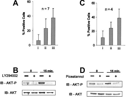 Figure 5. Inhibition of PI3 kinase by LY294002 or Syk with piceatannol promotes synergistic apoptosis with Hu1D10 treatment and abrogates Hu1D10-induced phosphorylation of AKT. (A) CLL cells treated with (i) LY294002 25 μM, (ii) Hu1D10 plus antihuman Fc antibody (both 10 μg/mL), or (iii) Hu1D10 plus antihuman Fc antibody (both 10 μg/mL) plus LY294002 25 μM for 4 hours and were assessed for apoptosis using annexin V/PI staining followed by FACS analysis. Error bars indicate the SD among 4 different CLL samples. (B) CLL cells were treated for the indicated time with Hu1D10 plus antihuman Fc antibody (both 10 μg/mL). + indicates samples that were pretreated with LY294002 25 μM for 20 minutes. Cells were immediately lysed following antibody treatment. Samples were immunoblotted using standard techniques. Blots were probed with anti–phospho-AKT (Ser473), stripped, and then reprobed with anti-AKT. (C) Samples were incubated with the Syk inhibitor piceatannol (25 μg/mL) for 20 minutes prior to Hu1D10 plus antihuman Fc antibody (both 10 μg/mL) treatment. After 4 hours of antibody treatment, samples were stained with annexin V–FITC/PI and analyzed by FACS. Values indicate the percent apoptosis above the untreated sample. Error bars indicate the SD among 4 different CLL samples. (D) CLL cells were treated for the indicated time with Hu1D10 plus antihuman Fc antibody (both 10 μg/mL). If noted, samples were pretreated with piceatannol 25 μg/mL for 20 minutes. Blots were probed for phospho-AKT and AKT as noted.