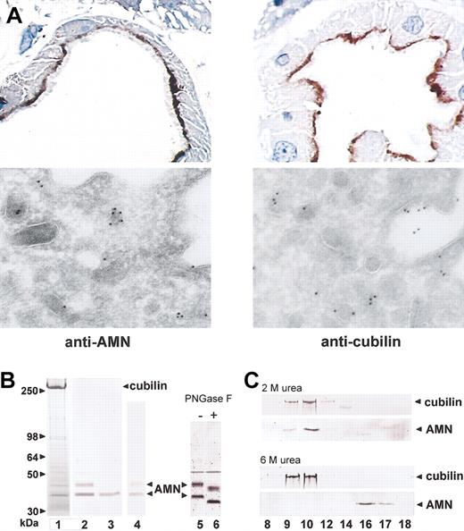Figure 1. Identification of AMN as a protein colocalizing with and binding to cubilin. (A) Top panels: Immuno-peroxidase staining of AMN (left) and cubilin (right) in human kidney proximal tubules. Bottom panels: Immunoelectron staining with 10-nm gold particles of AMN (left) and cubilin (right) in the dense apical vesicles and plasma membrane of proximal tubules known to function in membrane receptor recycling.32 Original magnification, × 1000 (top panels) and × 46 000 (bottom panels). (B) Detergent-solubilized human kidney cortex membrane proteins were purified by IF-cobalamin affinity chromatography, separated on a 4% to 16% SDS-PAGE gel (lane 1, Coomassie stain), and subjected to anti-AMN immunoblot (lane 2). Also shown are anti-AMN immunoblots of IF-cobalamin–binding proteins from the supernatant fraction of kidney membranes prior to detergent solubilization (lane 3), human urine (lane 4), and kidney cortex membranes before (lane 5) and after (lane 6) PNGase-F digestion. (C) Anticubilin and anti-AMN immunoblots of Superose-6 gel filtration fractions of human kidney cortex IF-cobalamin–binding proteins eluted in PBS, pH 7.4, with 2 M or 6 M urea. Cubilin and AMN coeluted in fractions 9 and 10 in 2 M urea but separated in 6 M urea, where AMN elutes in fractions 16 and 17.