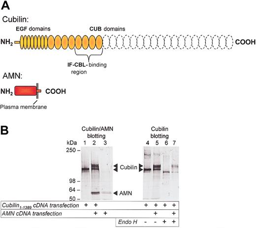 Figure 2. Effect of AMN on cubilin expression and processing in CHO cells. (A) Cubilin (amino acids 1-1389) and AMN (full length plus myc epitope) constructs encoded by plasmid cDNA used for stable transfection of CHO cells. The position of the IF-cobalamin (IF-cbl) binding site (CUB domains 5-8)6 is indicated and the truncated CUB domains 9-27 are shown by dashed lines. (B) Immunoblots of cubilin and AMN in cell lysates (lanes 1-3) and endo H digestion of IF-cobalamin affinity-purified cubilin from cells transfected with cubilin, AMN, and cubilin/AMN cDNA. Gel mobility shifts indicate that cubilin oligosaccharides in single transfectants are endo H sensitive (compare lanes 4 and 6), but the bulk of cubilin oligosaccharides in cubilin/AMN double transfectants are endo H resistant (compare lanes 5 and 7).