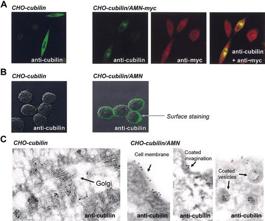 Figure 3. Cubilin and AMN localization in single and doubly transfected CHO cells. (A) Confocal immunofluoresence microscopy of AMN and cubilin in permeabilized cells demonstrating colocalization of AMN and cubilin. Original magnification, × 630. (B) Surface staining of cubilin in cubilin single and cubilin/AMN double transfectants demonstrating absent surface expression in the cubilin single transfectants and punctuate surface expression in cubilin/AMN double transfectants. Original magnification, × 1000. (C) Immunogold staining of cubilin in cubilin single and cubilin/AMN double transfectants examined by electron microscopy demonstrating cubilin in the endocytic apparatus of double transfectants. Original magnification, × 46 000.